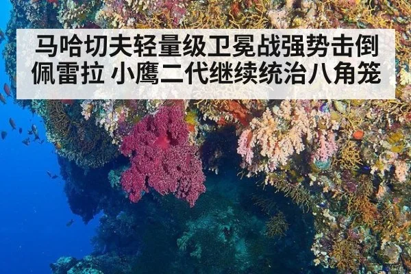 马哈切夫轻量级卫冕战强势击倒佩雷拉 小鹰二代继续统治八角笼